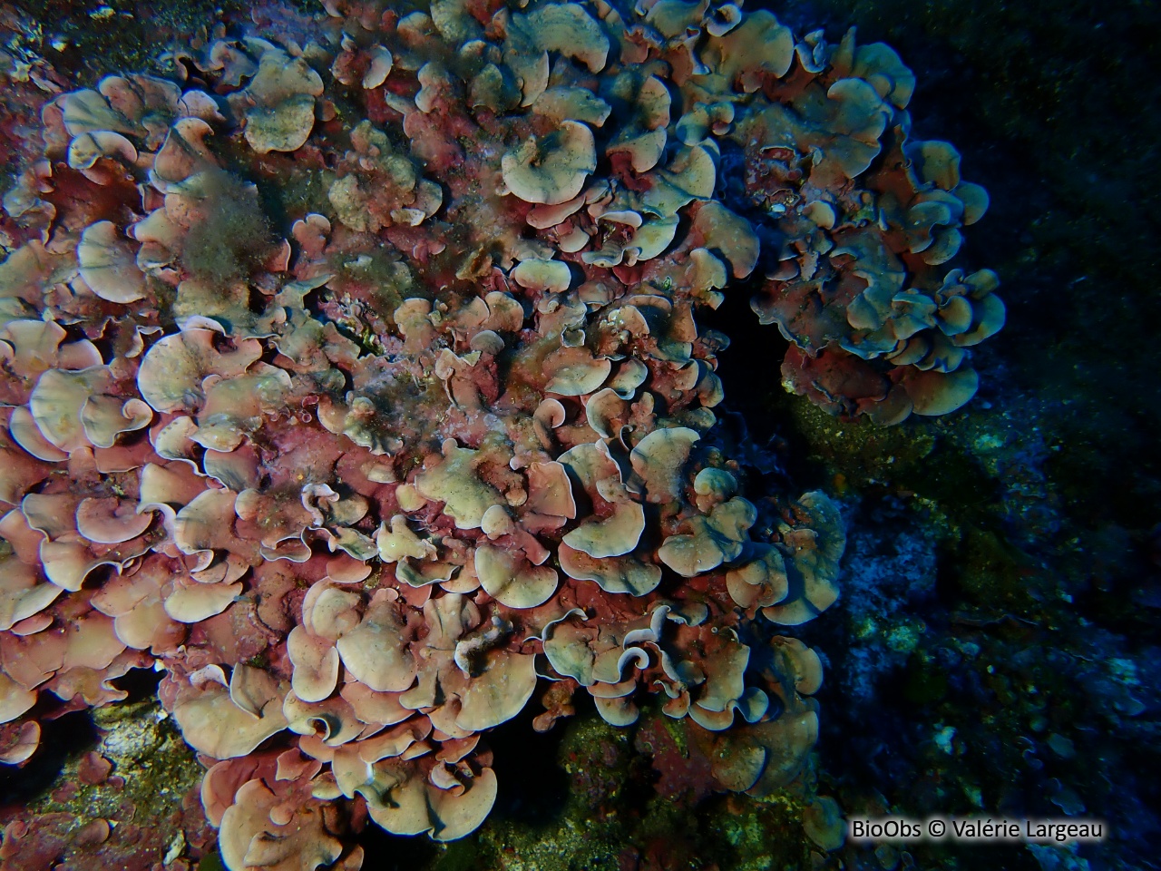 Grand mésophylle - Mesophyllum expansum - Valérie Largeau - BioObs