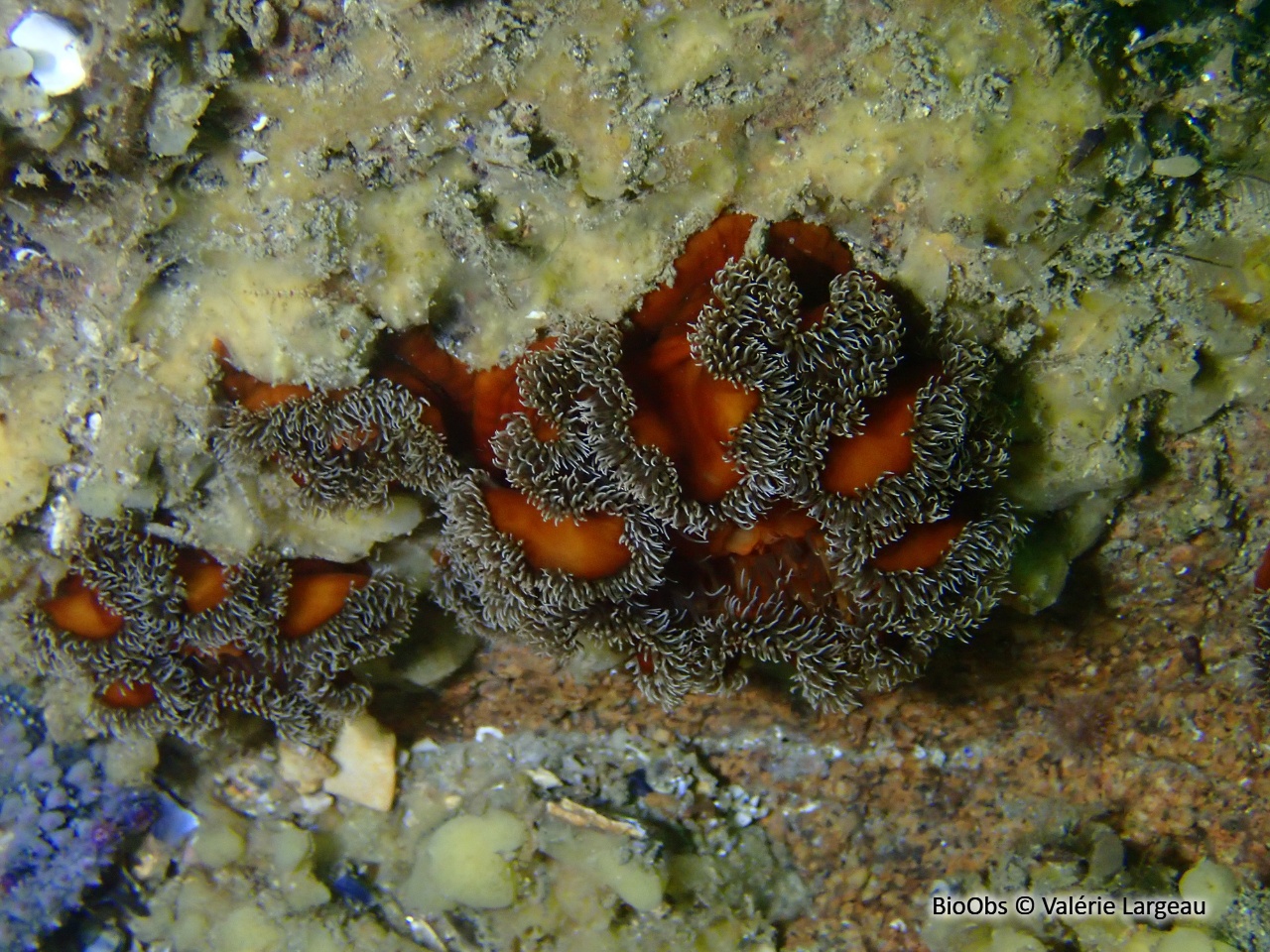 Oeillet de mer - Metridium senile - Valérie Largeau - BioObs