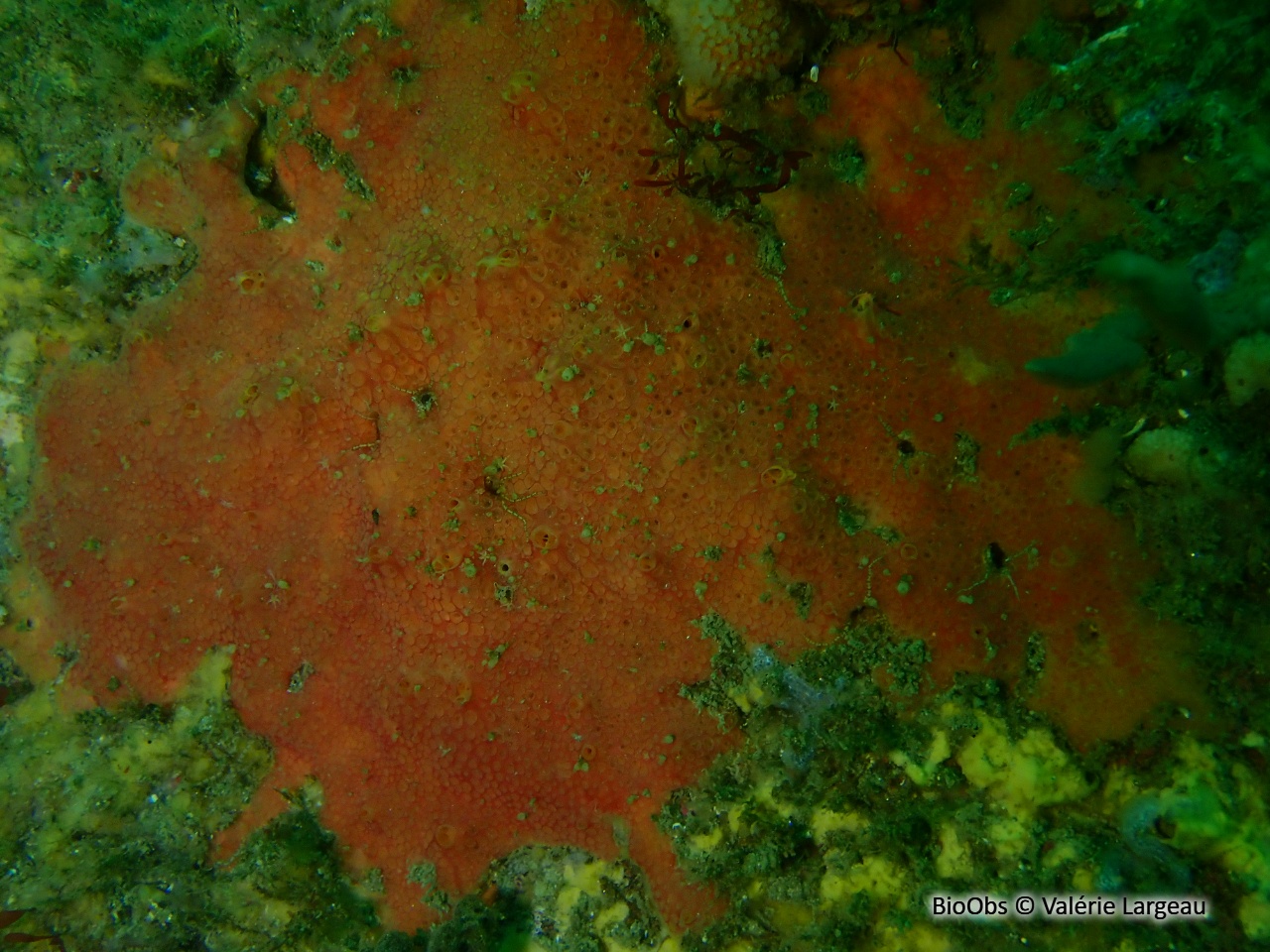 Eponge encroûtante rouge sang - Clathria (Microciona) atrasanguinea - Valérie Largeau - BioObs