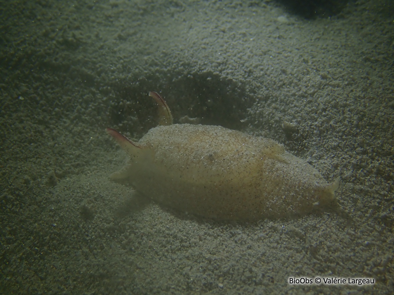 Pleurobranche de Meckel - Pleurobranchaea meckeli - Valérie Largeau - BioObs