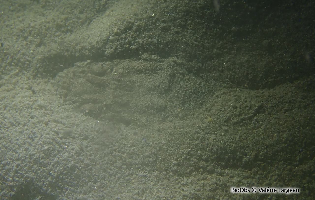 Uranoscope - Uranoscopus scaber - Valérie Largeau - BioObs