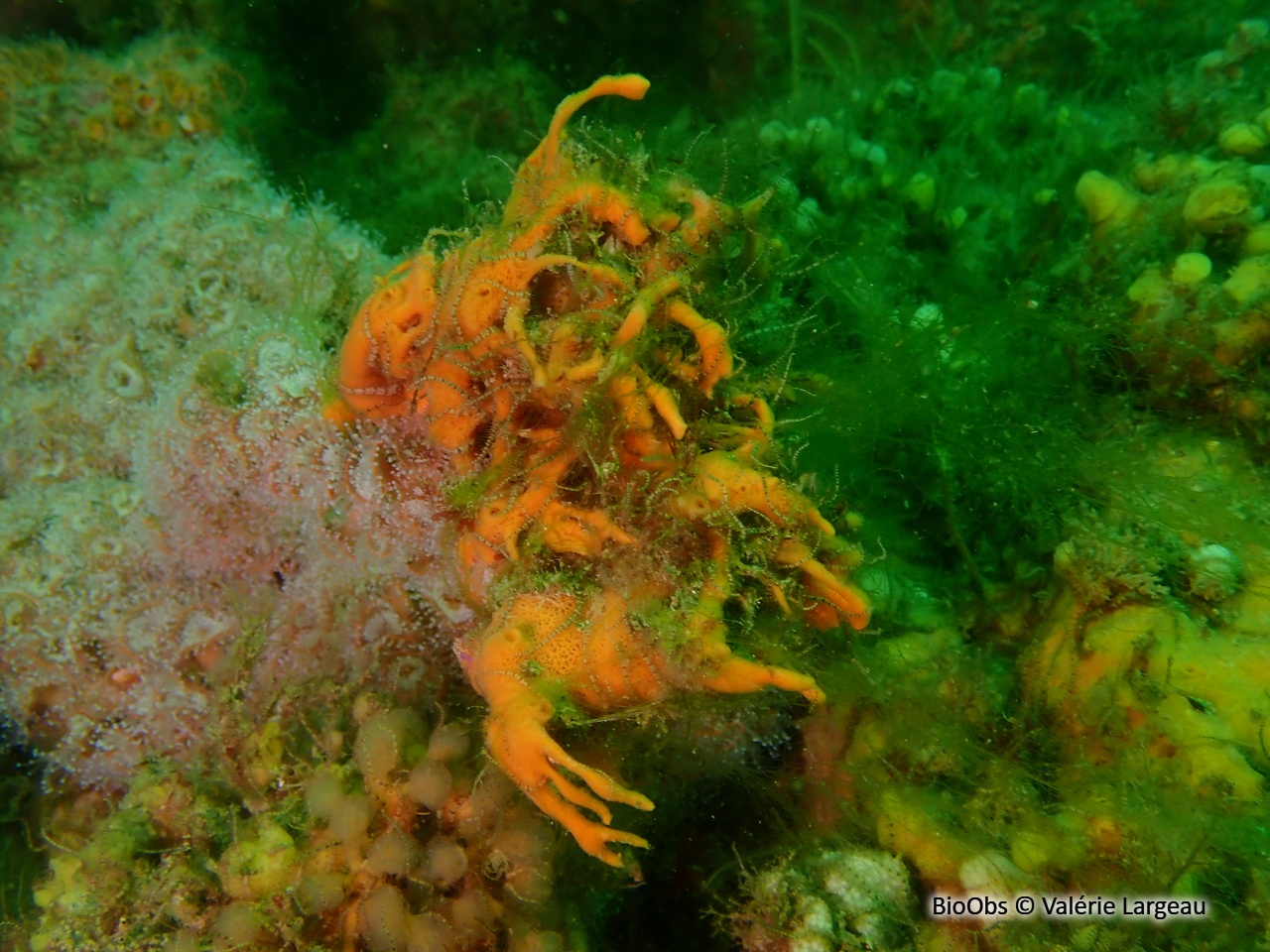 Eponge mousse de carotte - Amphilectus fucorum - Valérie Largeau - BioObs