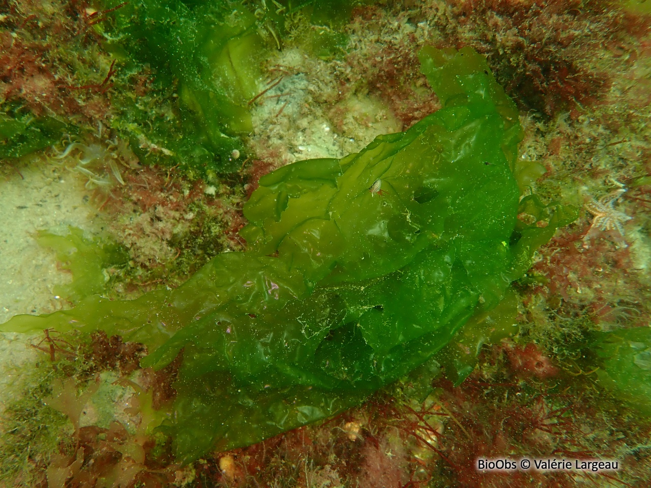 Ulve laitue de mer - Ulva sp - Valérie Largeau - BioObs