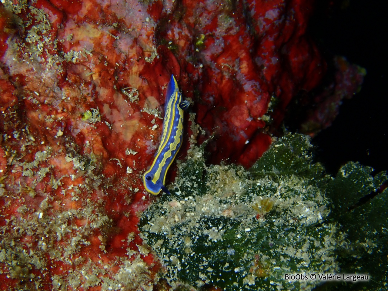 Doris tricolore - Felimare tricolor - Valérie Largeau - BioObs