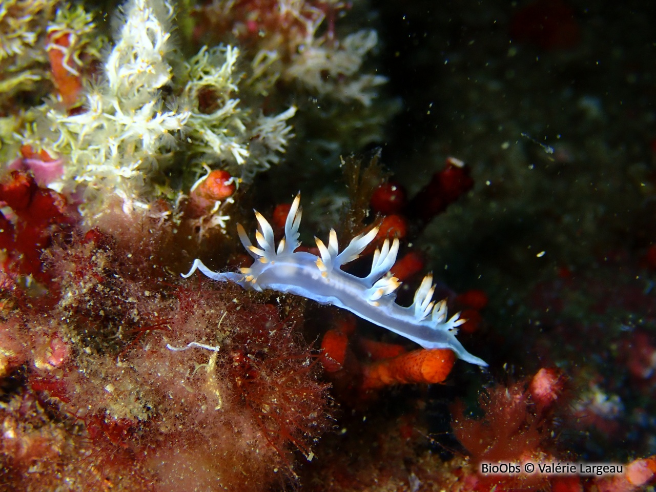 Flabelline blanche - Luisella babai - Valérie Largeau - BioObs