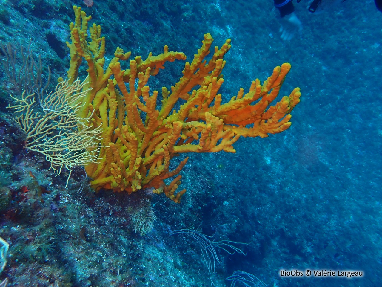 Axinelle commune - Axinella polypoides - Valérie Largeau - BioObs