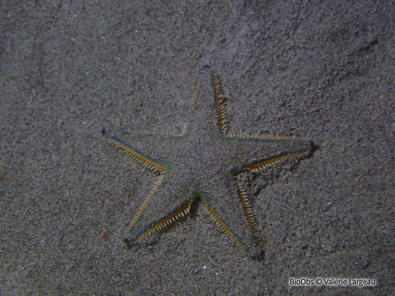 Etoile-peigne de Johnston - Astropecten jonstoni - Valérie Largeau - BioObs