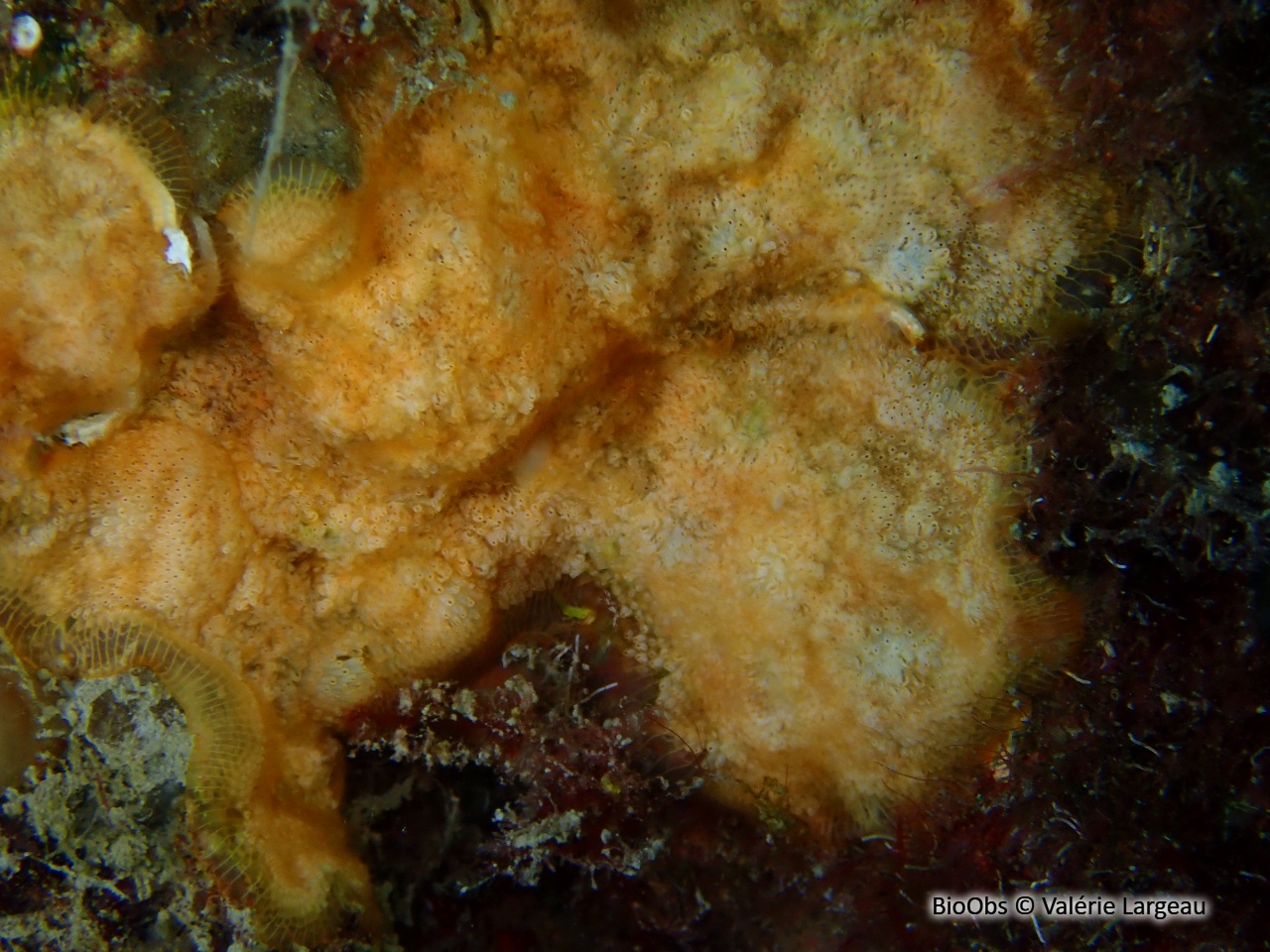 Parasmittine de Rouville - Parasmittina rouvillei - Valérie Largeau - BioObs