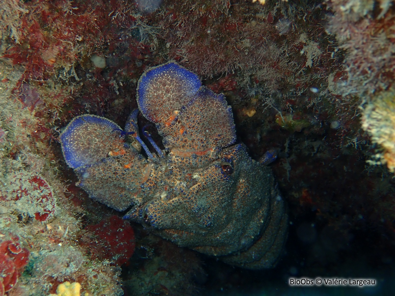 Grande cigale - Scyllarides latus - Valérie Largeau - BioObs