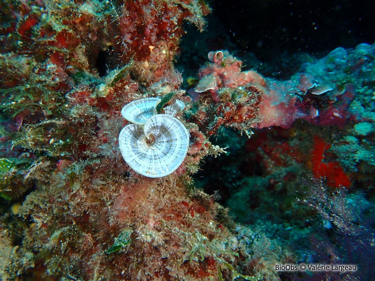 Padine queue de paon - Padina pavonica - Valérie Largeau - BioObs