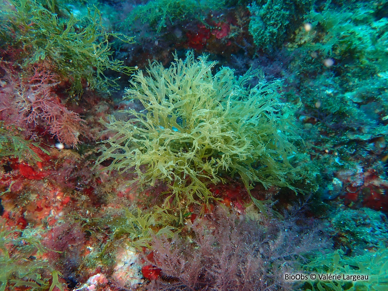 Dictyote rubanée - Dictyota fasciola - Valérie Largeau - BioObs