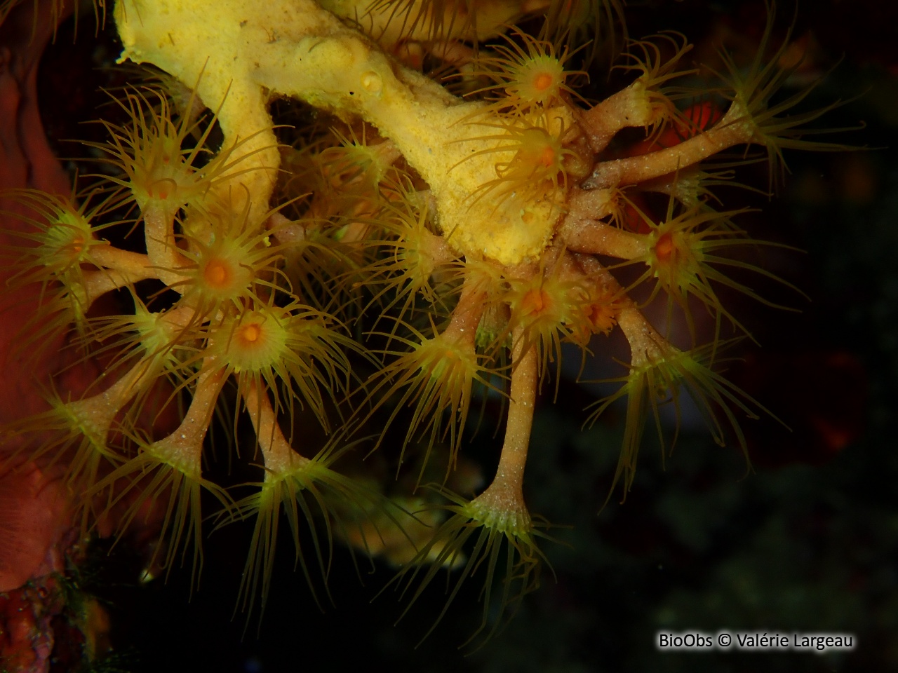 Anémone jaune encroûtante - Parazoanthus axinellae - Valérie Largeau - BioObs