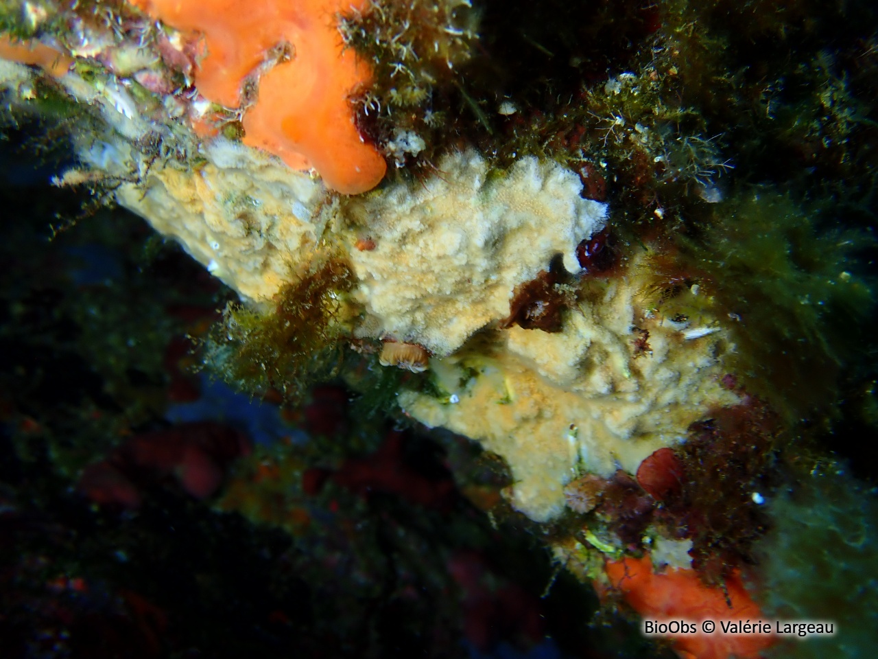 Parasmittine de Rouville - Parasmittina rouvillei - Valérie Largeau - BioObs