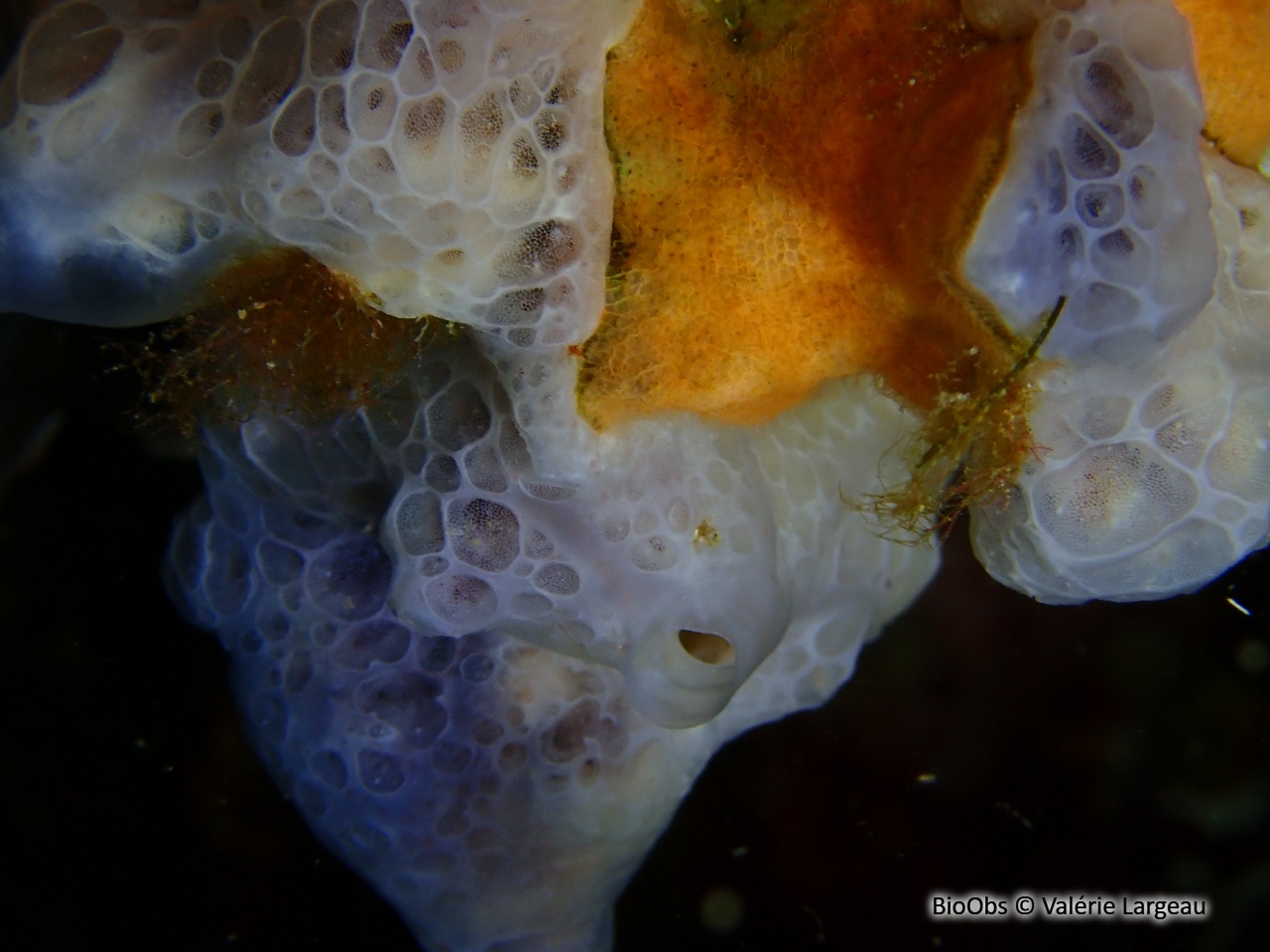 Eponge encroutante bleuatre - Phorbas tenacior - Valérie Largeau - BioObs