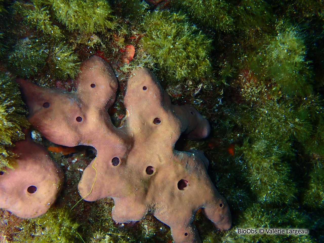Eponge pierre - Petrosia (Petrosia) ficiformis - Valérie Largeau - BioObs