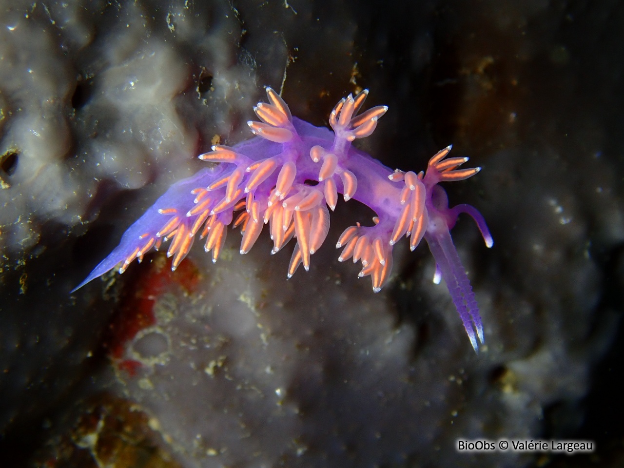 Flabelline d'Ischia - Paraflabellina ischitana - Valérie Largeau - BioObs