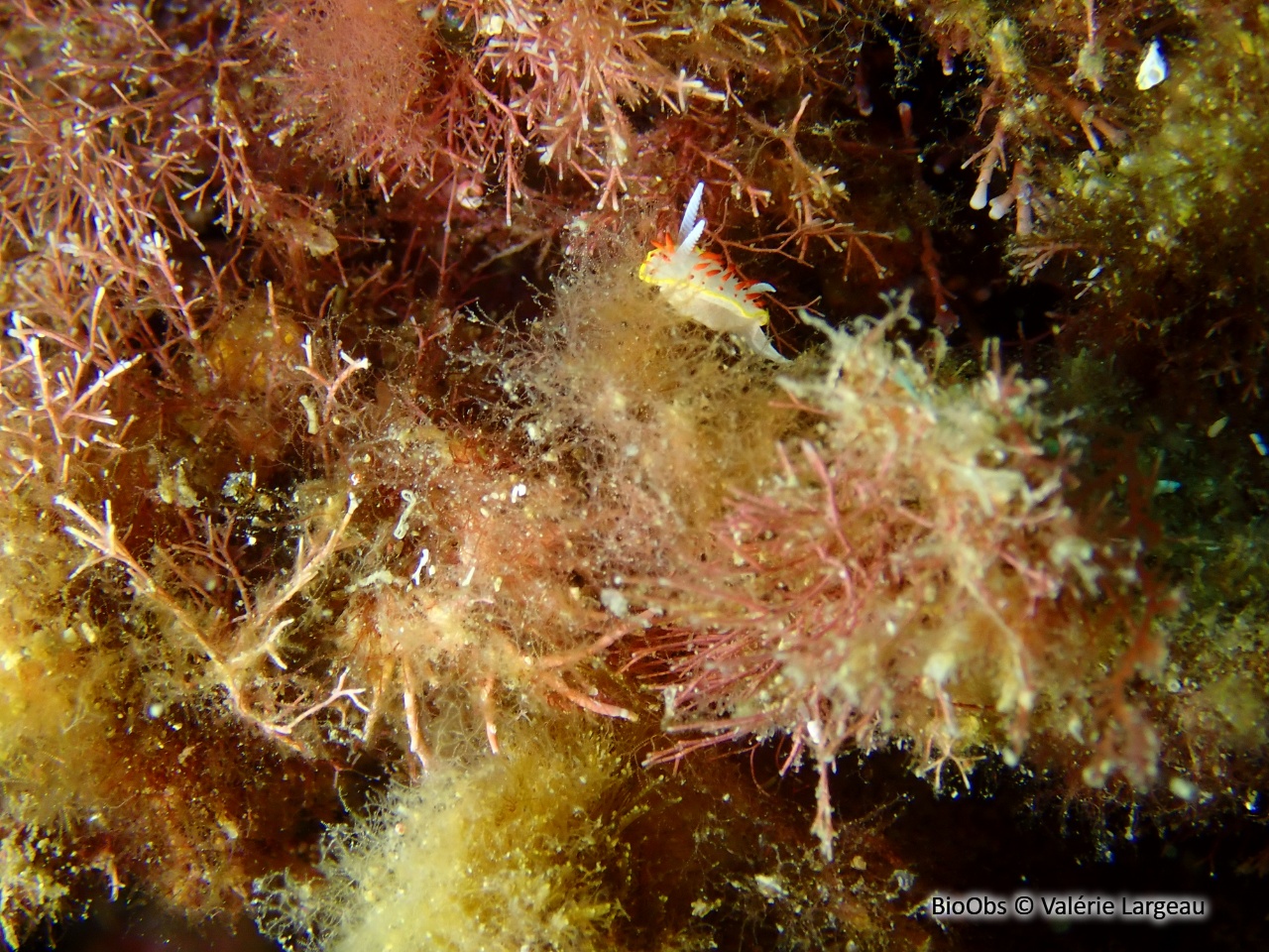 Doris à papilles rouges - Diaphorodoris papillata - Valérie Largeau - BioObs