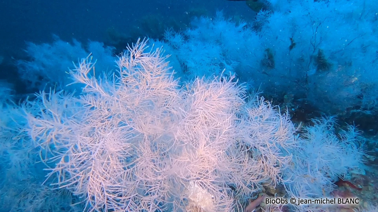 Corail noir de Méditerranée - Antipathella subpinnata - jean-michel BLANC - BioObs