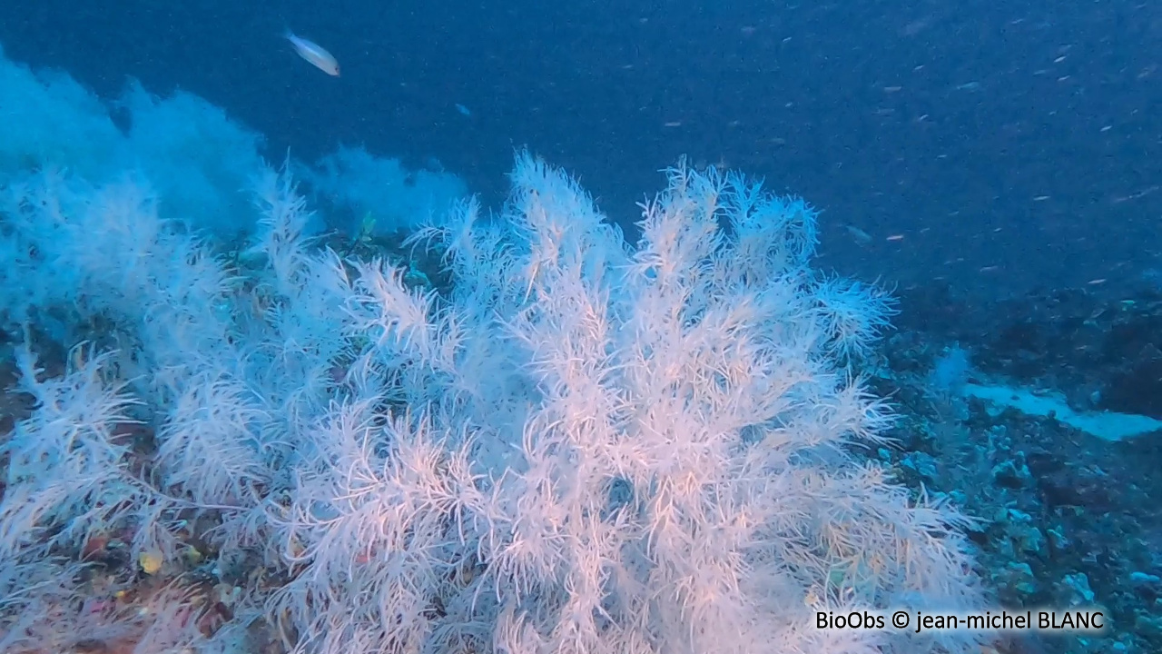 Corail noir de Méditerranée - Antipathella subpinnata - jean-michel BLANC - BioObs