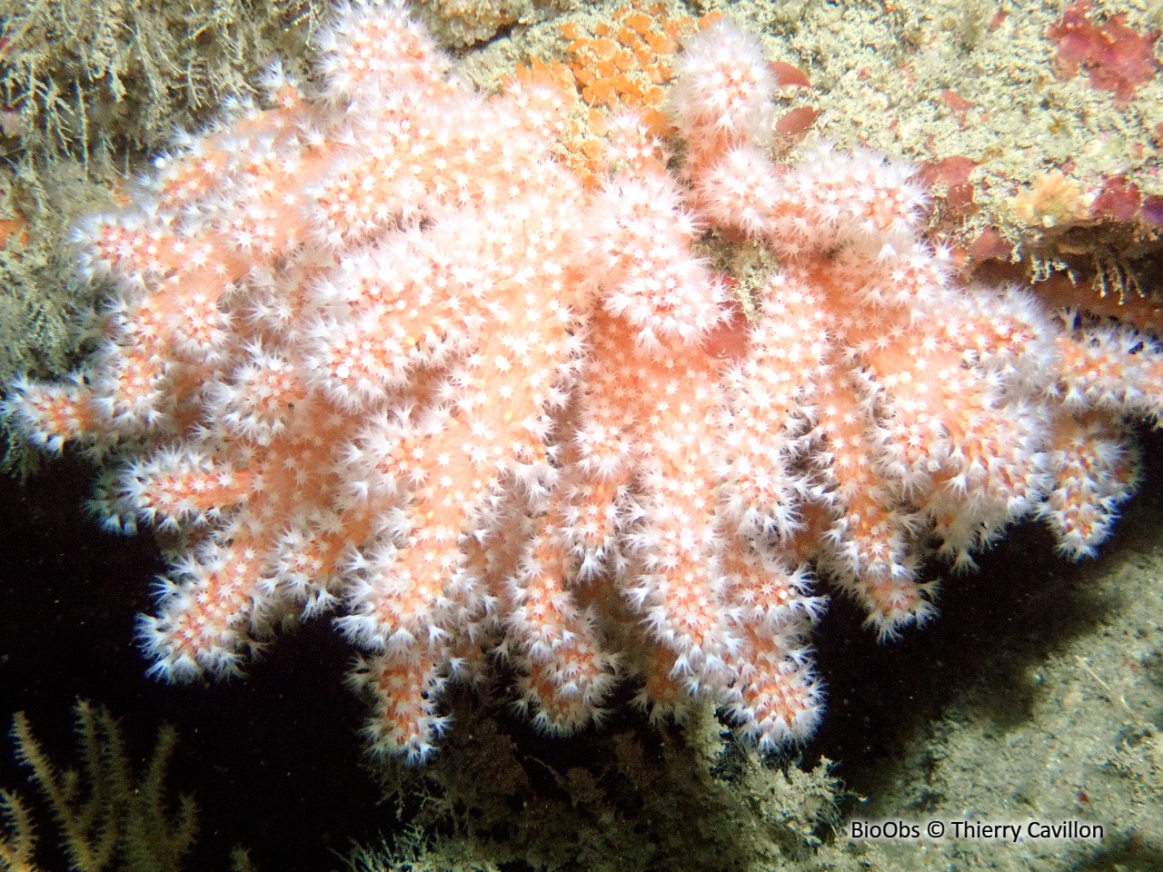 Alcyon rouge - Alcyonium glomeratum - Thierry Cavillon - BioObs