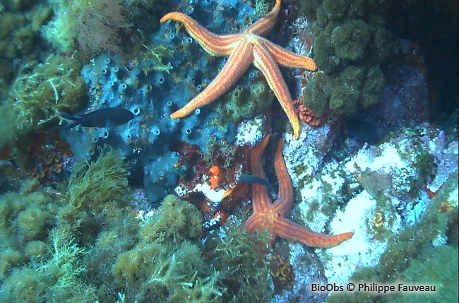 Etoile de mer lisse - Hacelia attenuata - Philippe Fauveau - BioObs