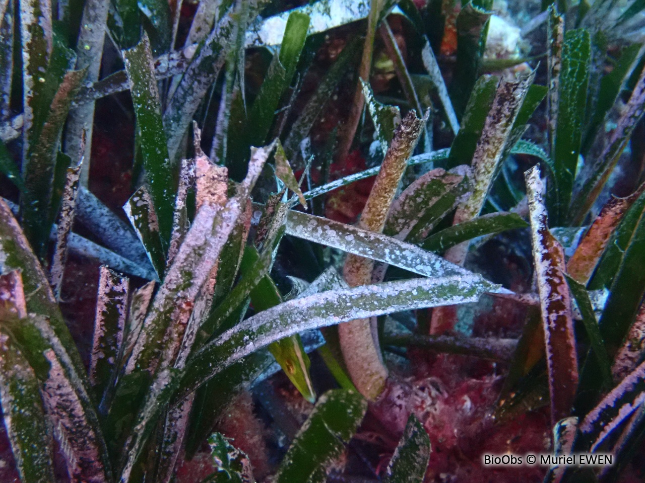 Petite algue calcaire farineuse - Hydrolithon farinosum - Muriel EWEN - BioObs