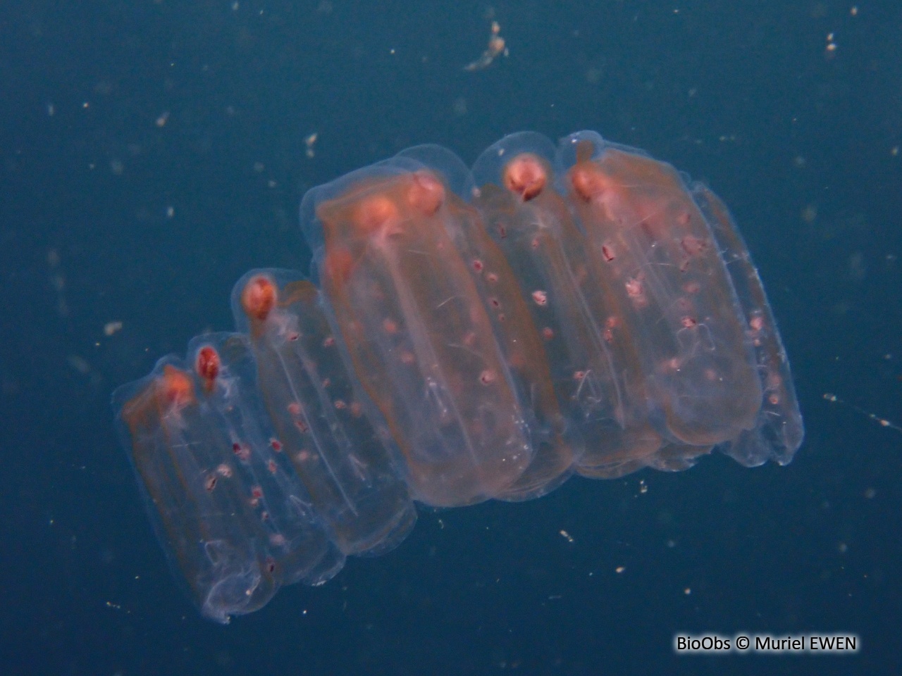Salpe Pégéa - Pegea confoederata - Muriel EWEN - BioObs
