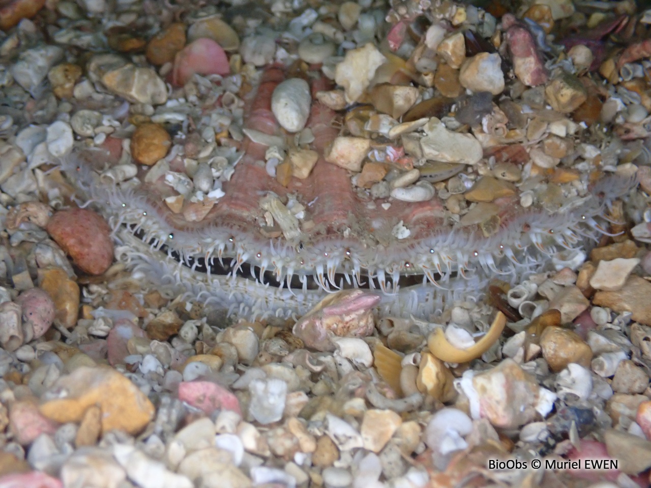 Coquille Saint-Jacques de l'Atlantique - Pecten maximus - Muriel EWEN - BioObs
