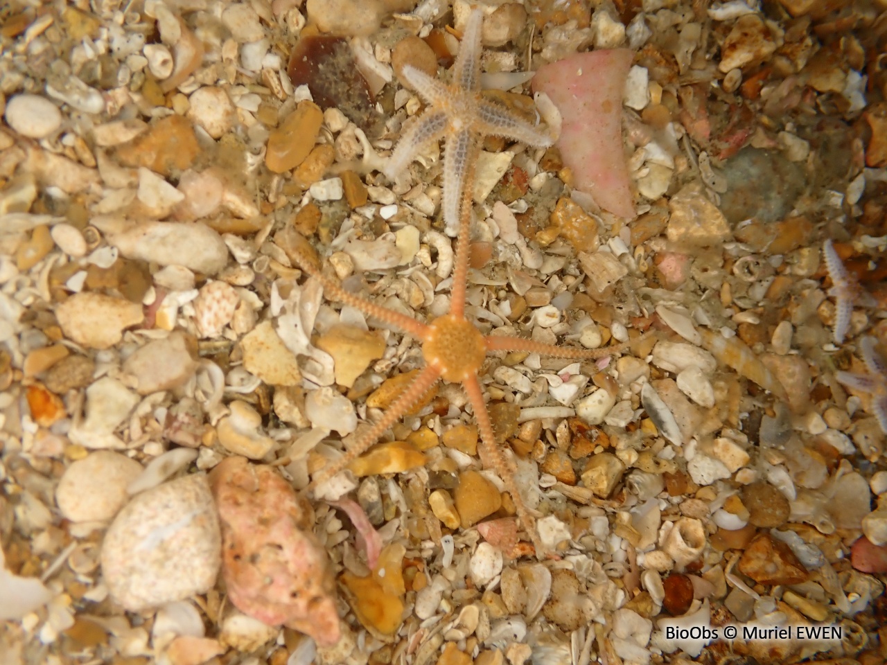 Ophiure blanche - Ophiura albida - Muriel EWEN - BioObs