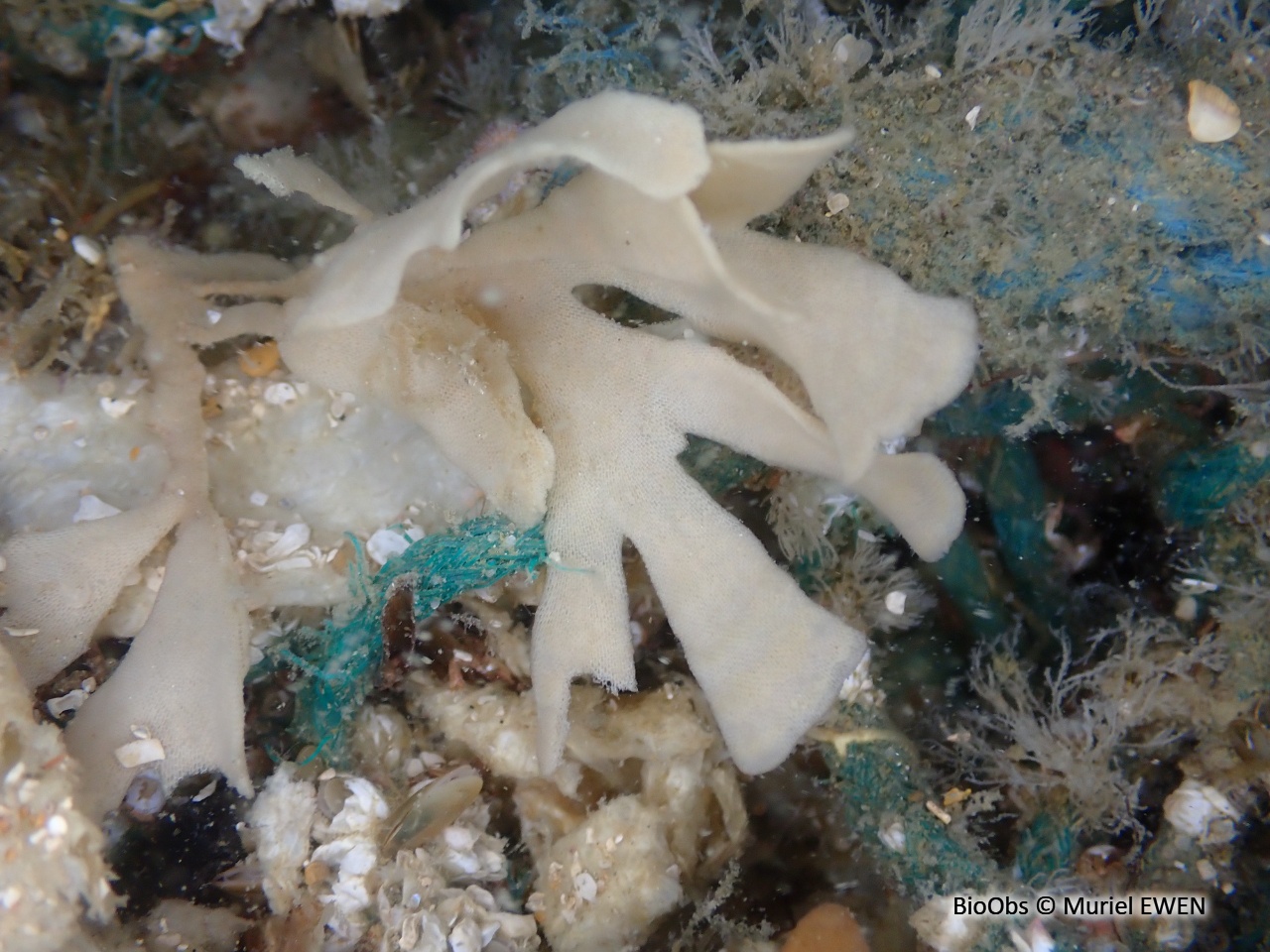 Chartelle, petite flustre - Chartella papyracea - Muriel EWEN - BioObs