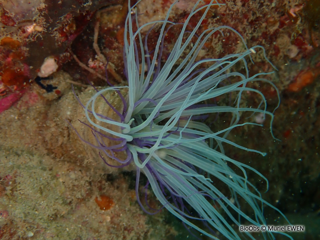 Grand cérianthe - Cerianthus membranaceus - Muriel EWEN - BioObs