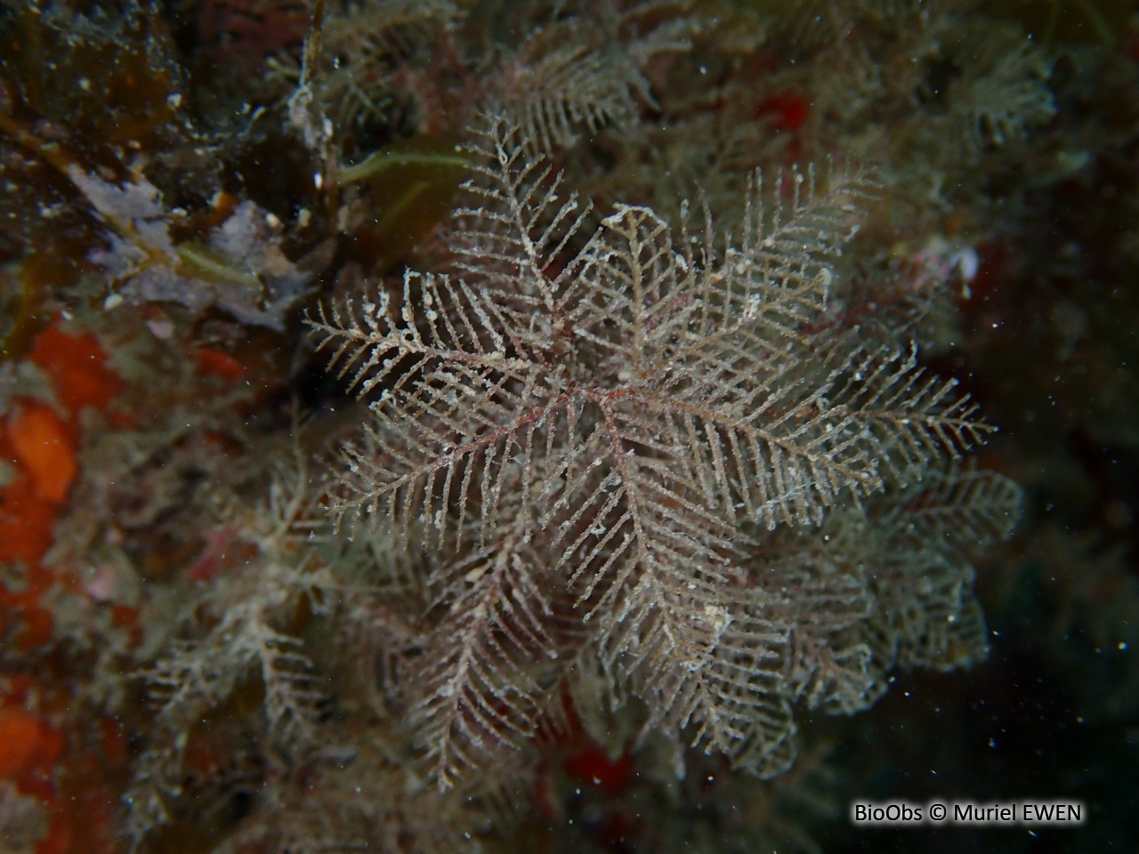 Hydraire palmier - Hydrallmania falcata - Muriel EWEN - BioObs
