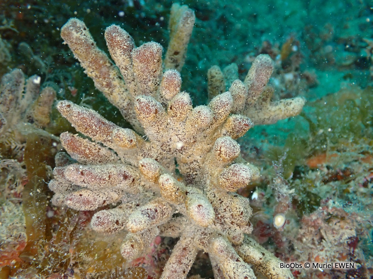 Eponge rameaux de chocolat - Raspailia (Raspailia) ramosa - Muriel EWEN - BioObs