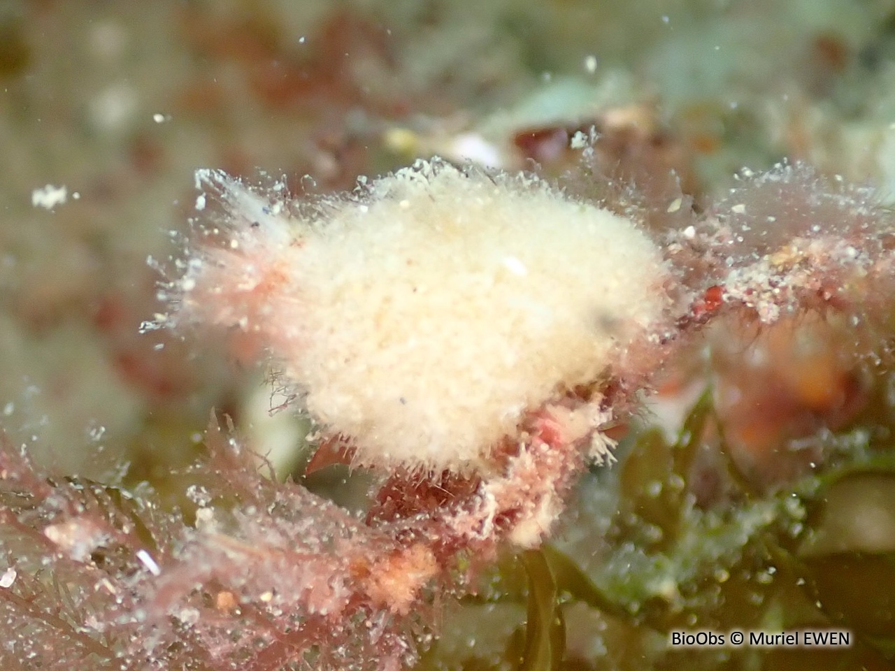 Petit sycon - Sycon raphanus - Muriel EWEN - BioObs