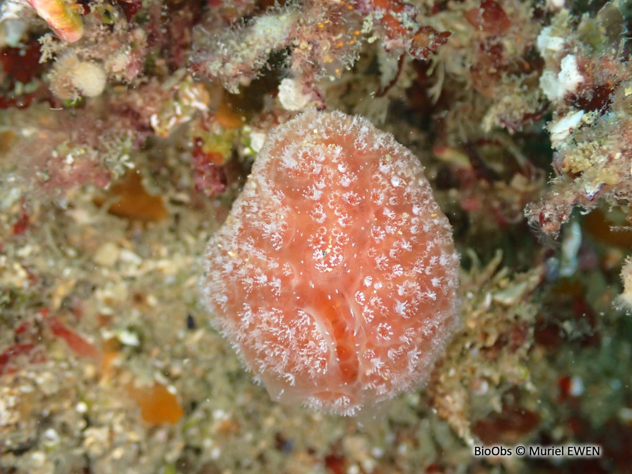 Fraise de mer - Aplidium elegans - Muriel EWEN - BioObs