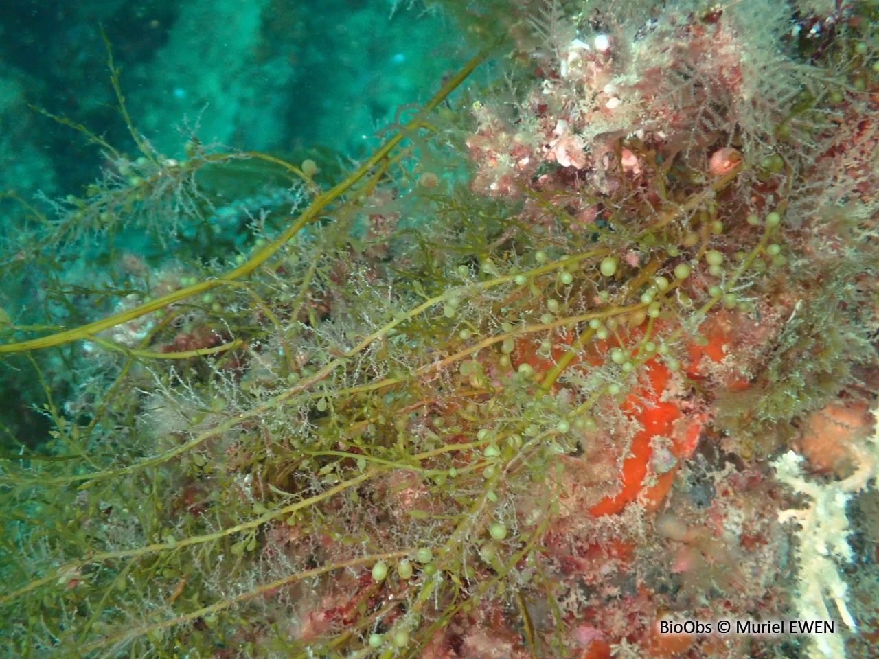 Sargasse japonaise - Sargassum muticum - Muriel EWEN - BioObs