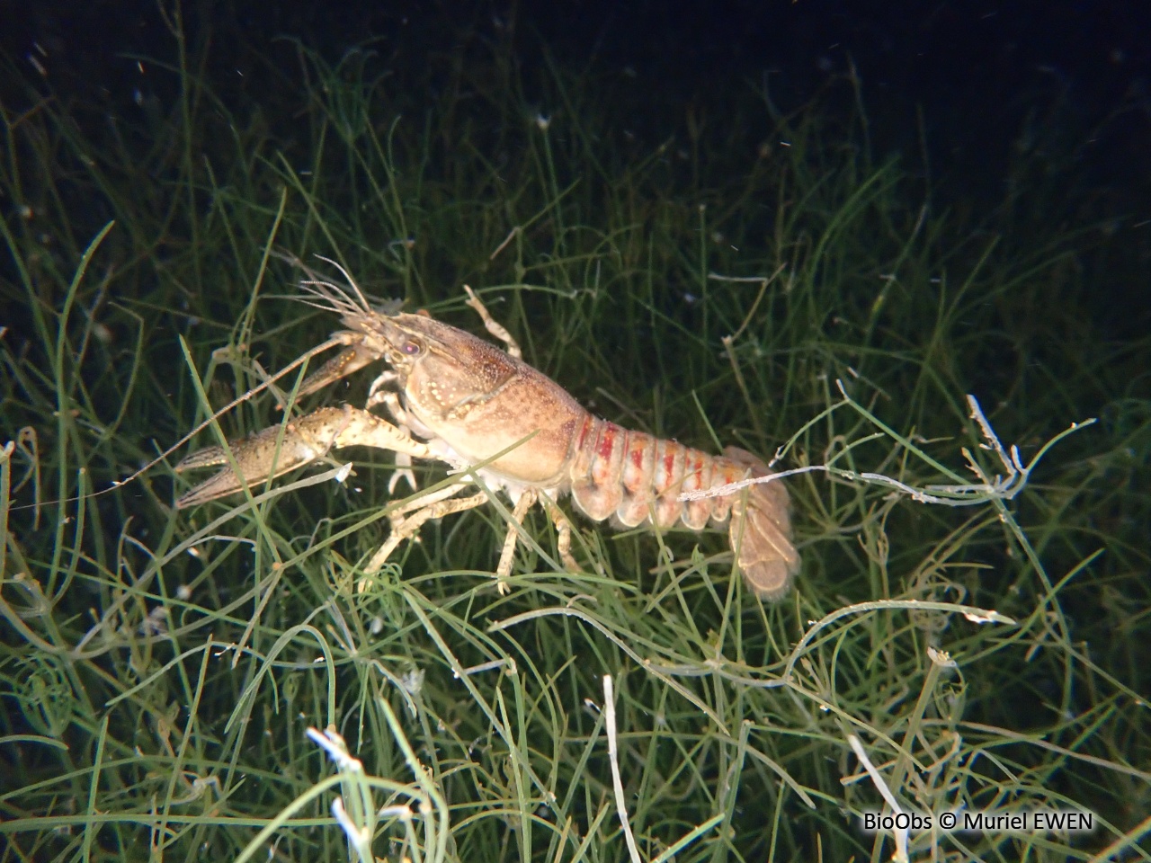 Ecrevisse américaine - Faxonius limosus - Muriel EWEN - BioObs