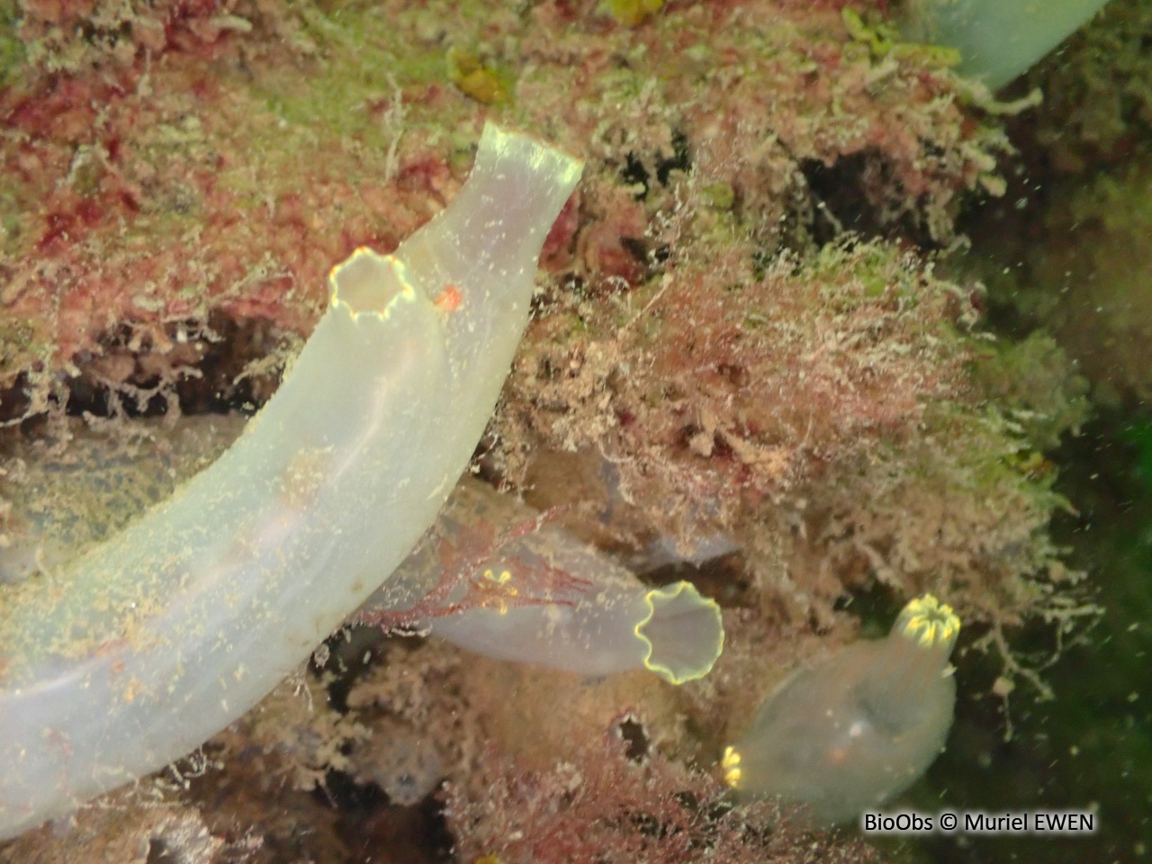 Cione intestinale - Ciona intestinalis - Muriel EWEN - BioObs
