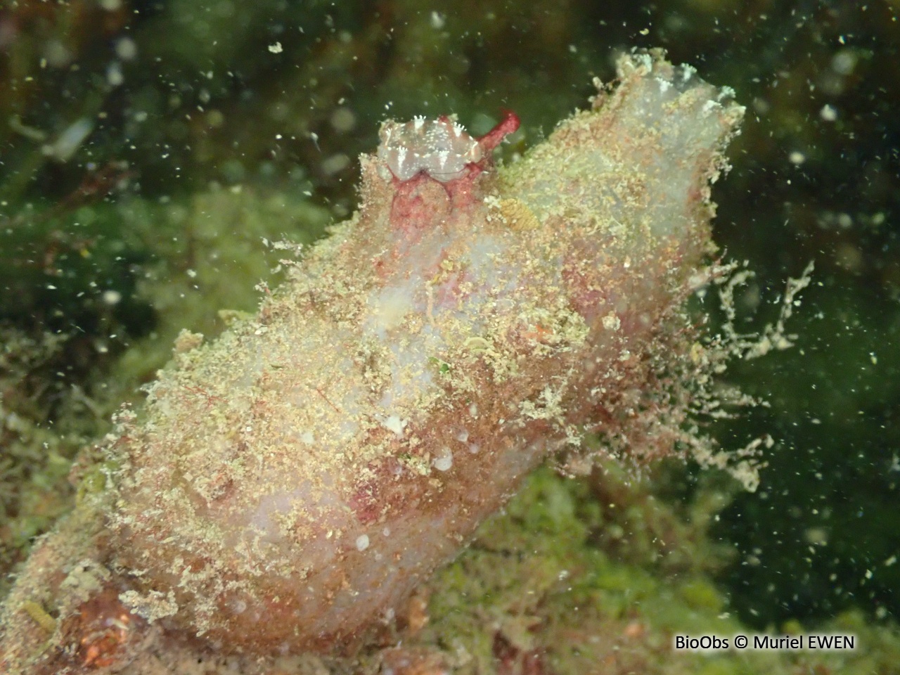 Ascidie sale - Ascidiella aspersa - Muriel EWEN - BioObs