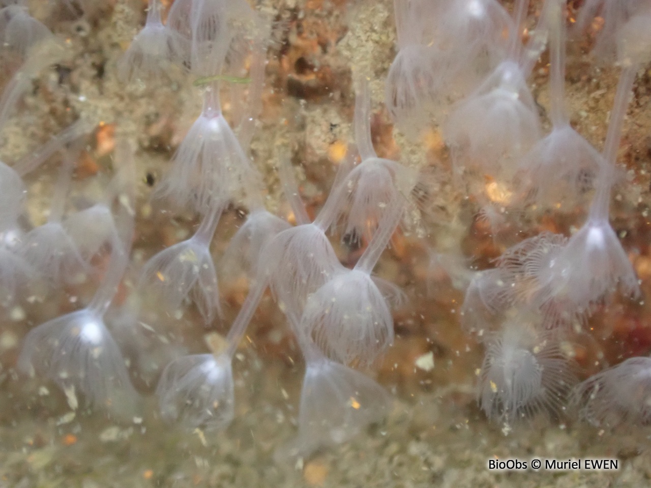 Petit phoronidien - Phoronis hippocrepia - Muriel EWEN - BioObs