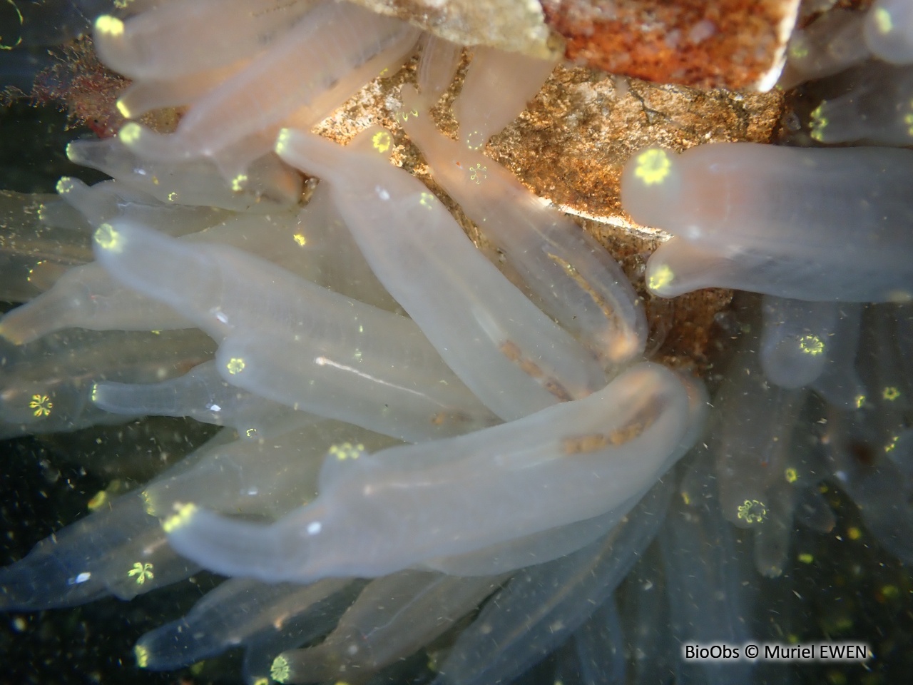 Cione intestinale - Ciona intestinalis - Muriel EWEN - BioObs