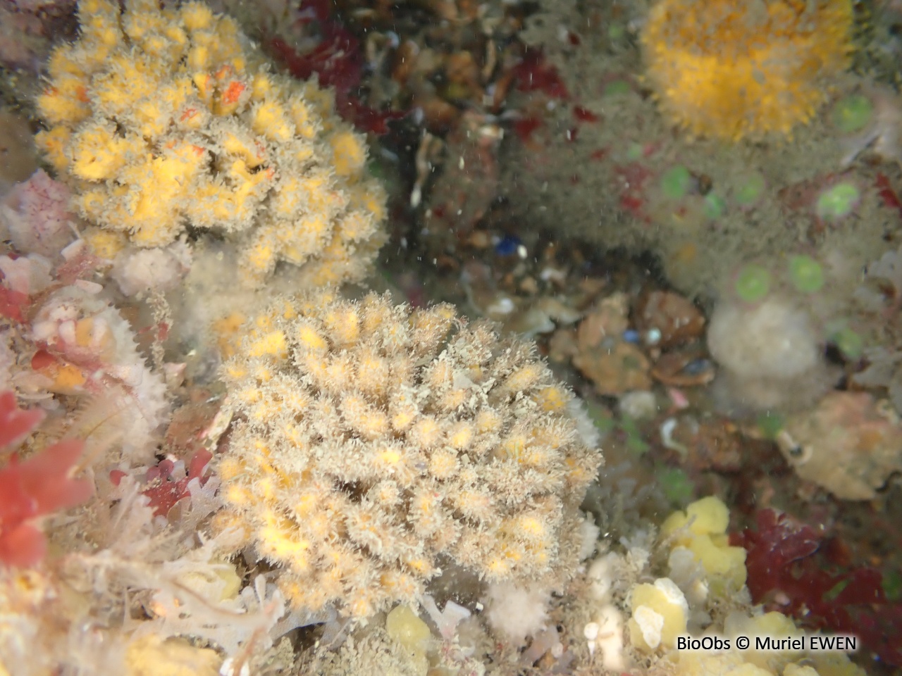 Eponge chinoise - Celtodoryx ciocalyptoides - Muriel EWEN - BioObs