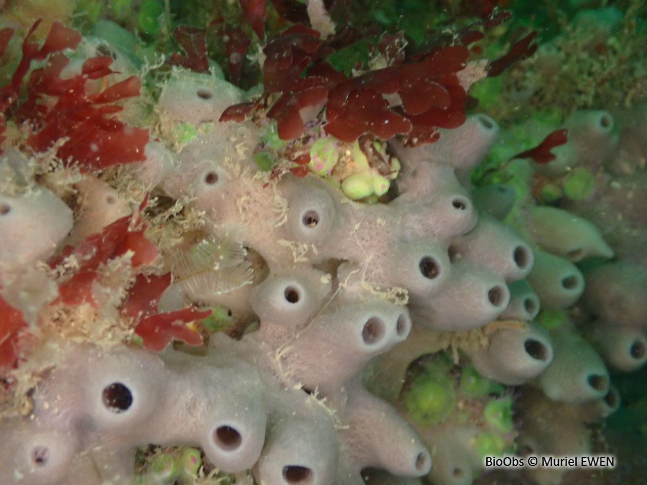 Chaline à cheminées roses - Haliclona (Rhizoniera) viscosa - Muriel EWEN - BioObs