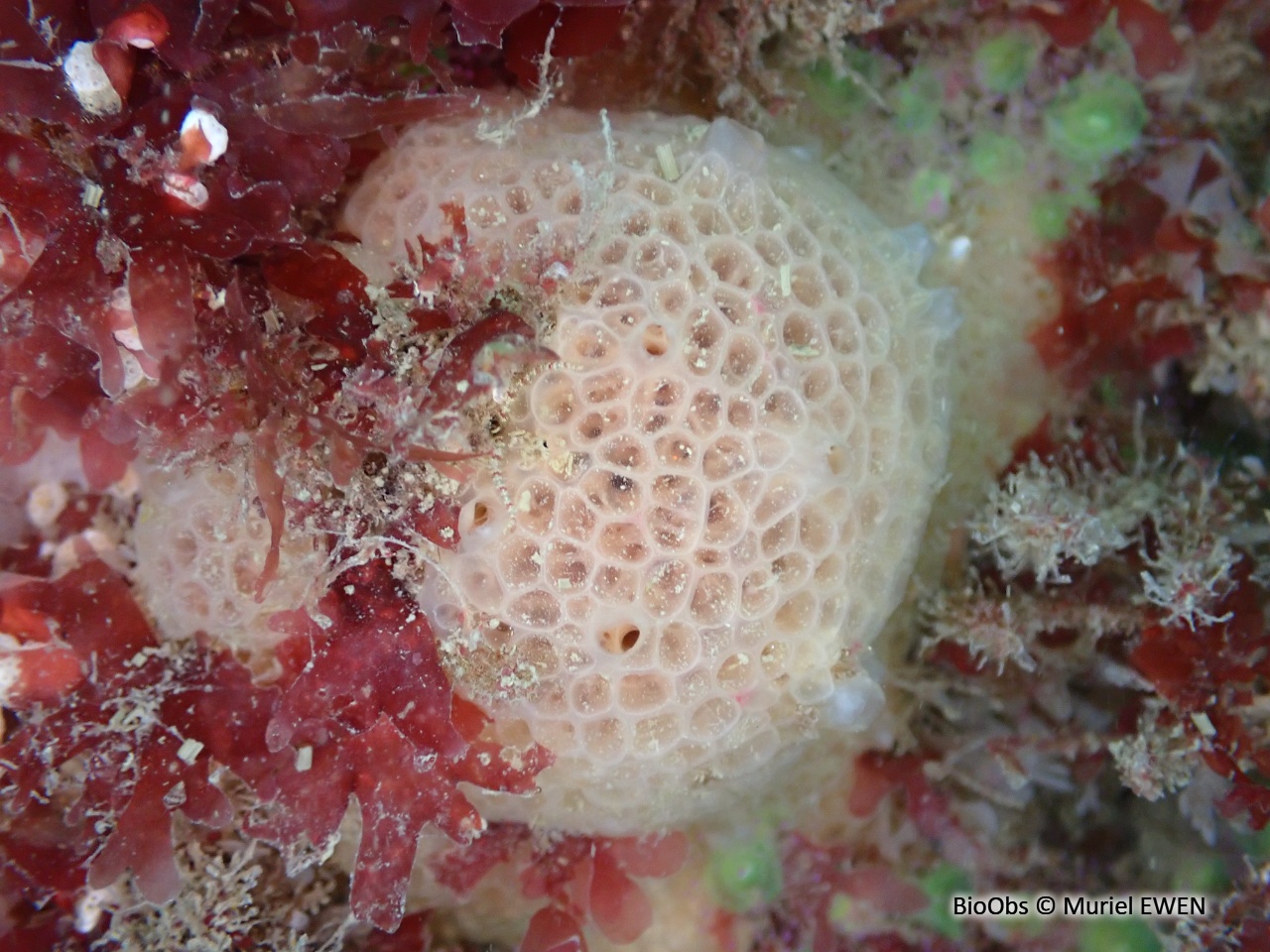 Eponge nid d'abeille - Phorbas fictitius - Muriel EWEN - BioObs