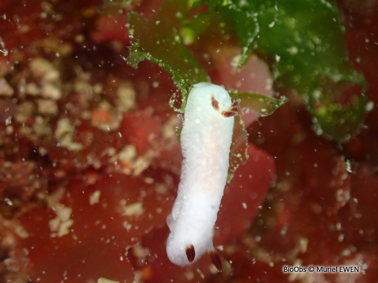 Cadline translucide - Cadlina pellucida - Muriel EWEN - BioObs