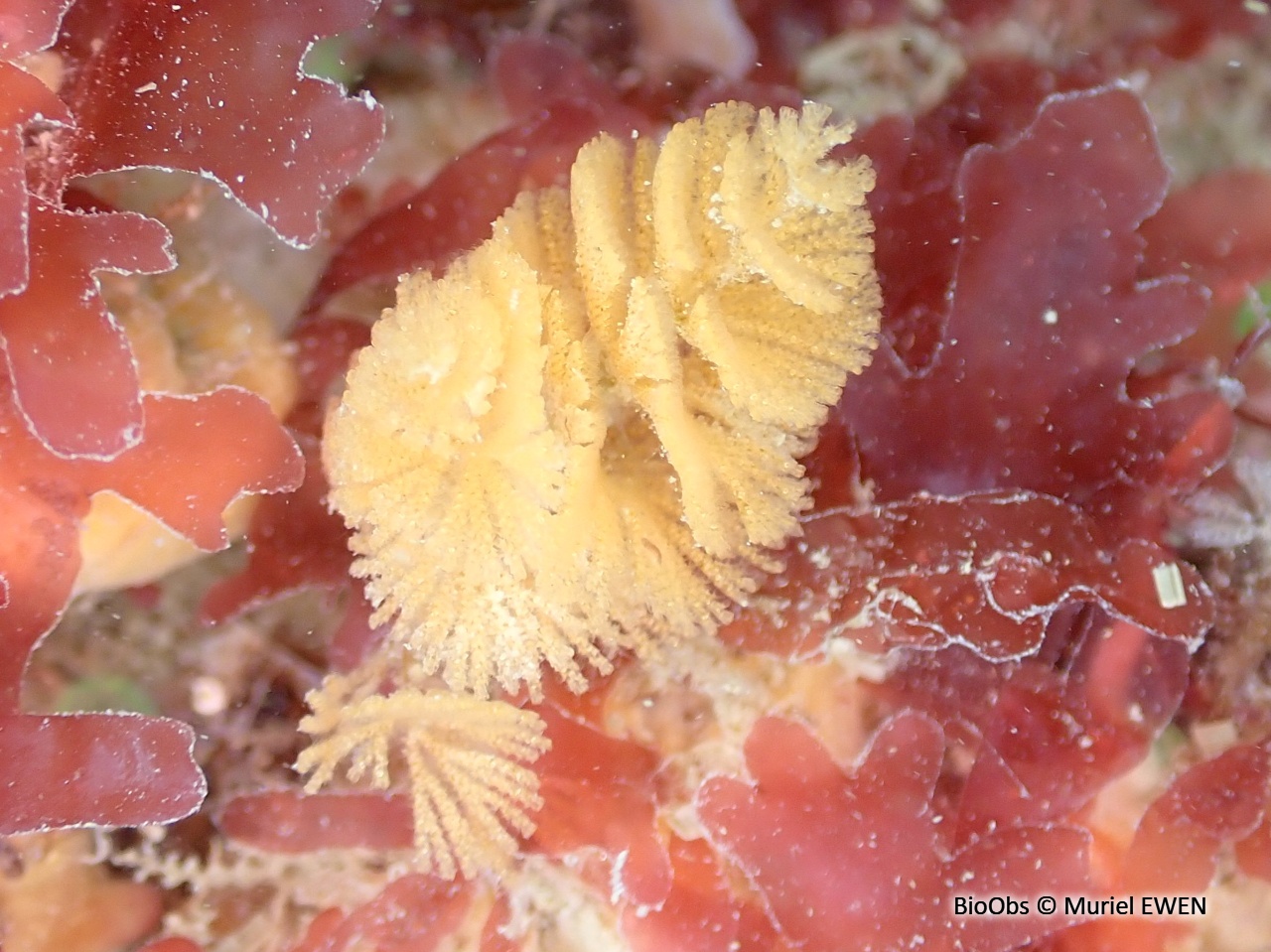 Bugule spiralée - Bugulina turbinata - Muriel EWEN - BioObs