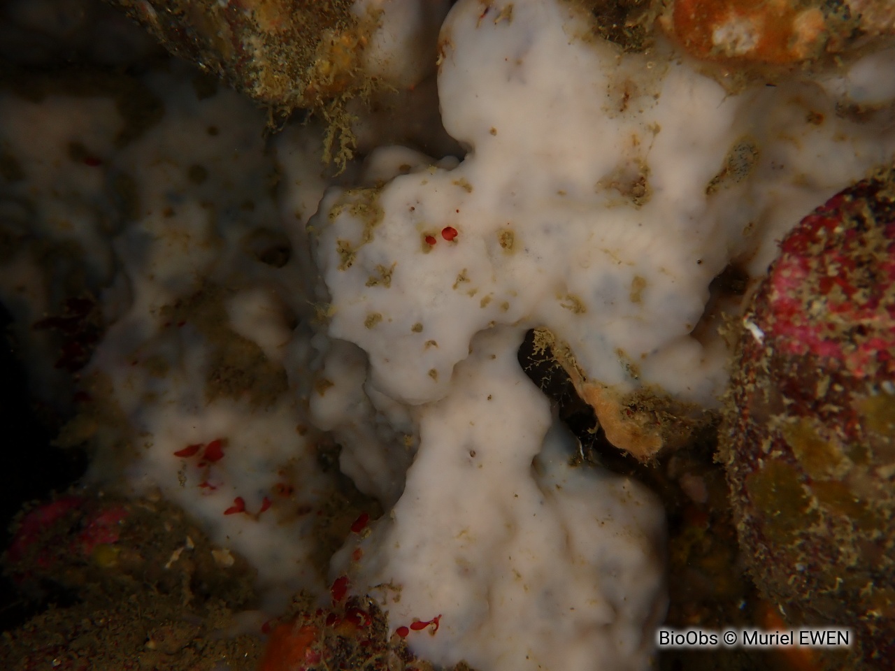 Eponge encroûtante blanche - Thymosia guernei - Muriel EWEN - BioObs