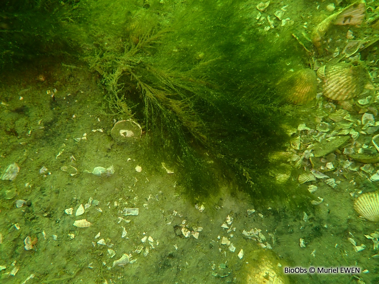 Bryopsis plumeux - Bryopsis plumosa - Muriel EWEN - BioObs