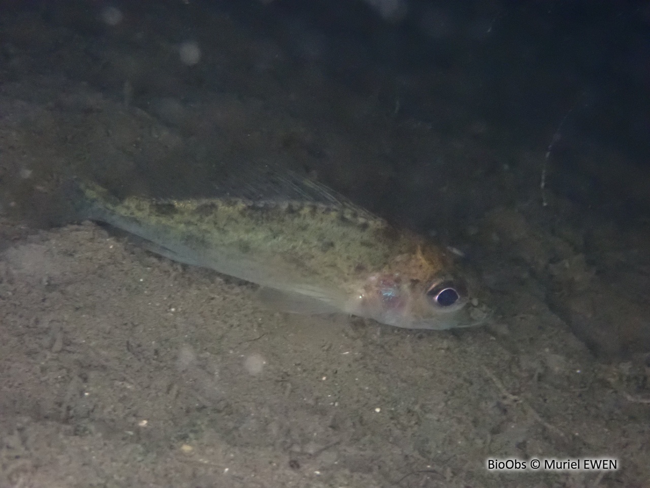 Grémille - Gymnocephalus cernua - Muriel EWEN - BioObs