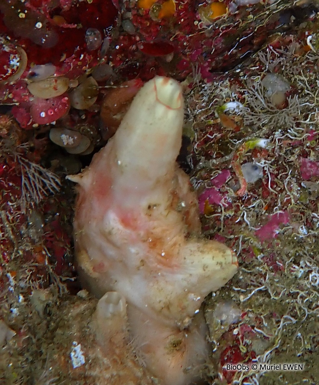 Polycarpe fruitière - Polycarpa pomaria - Muriel EWEN - BioObs